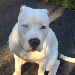 Meet your Posher, Troy